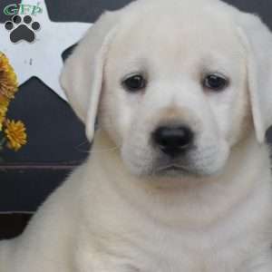 Lucy, Yellow Labrador Retriever Puppy