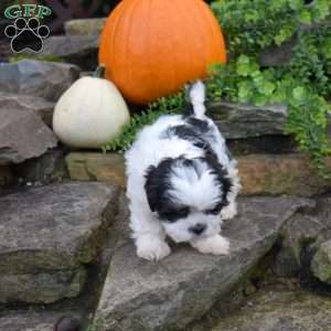 Lucy, Shih Tzu Puppy
