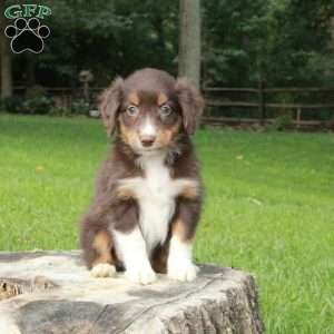 Lucy, Australian Shepherd Puppy