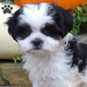 Lucy, Shih Tzu Puppy