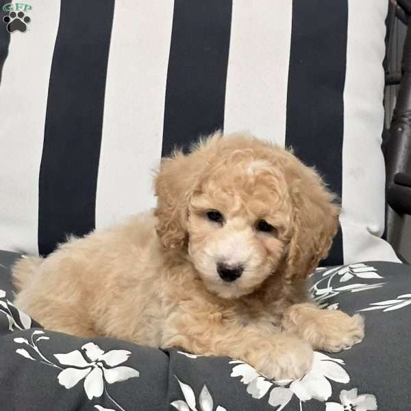Ludo, Bich-Poo Puppy