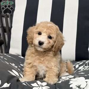 Ludo, Bich-Poo Puppy