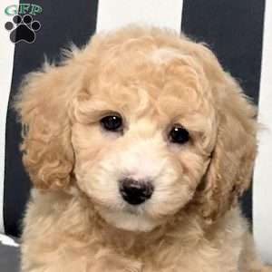 Ludo, Bich-Poo Puppy