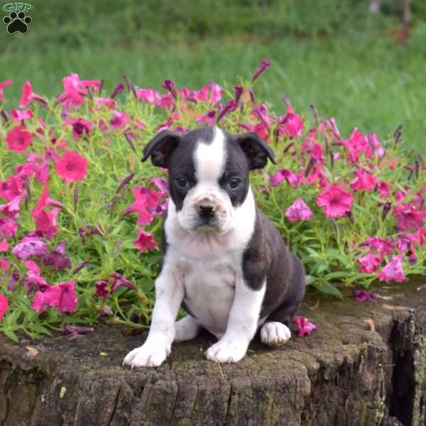 Luke, Boston Terrier Puppy