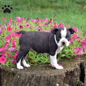 Luke, Boston Terrier Puppy