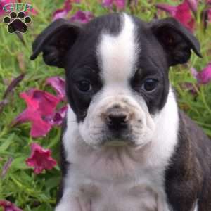 Luke, Boston Terrier Puppy