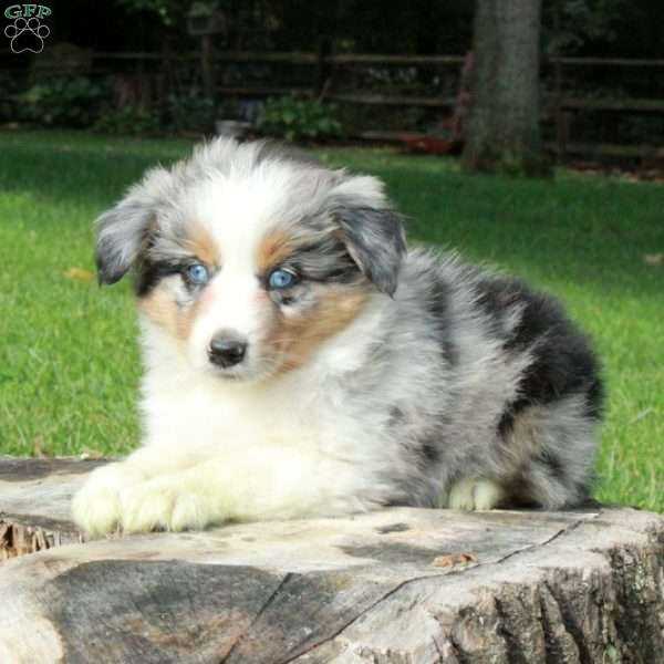 Lula, Australian Shepherd Puppy