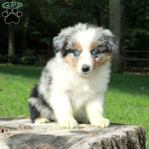 Lula, Australian Shepherd Puppy