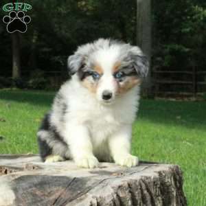 Lula, Australian Shepherd Puppy