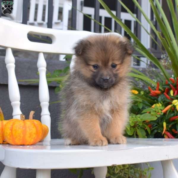 Lulu, Pomeranian Puppy