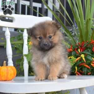Lulu, Pomeranian Puppy