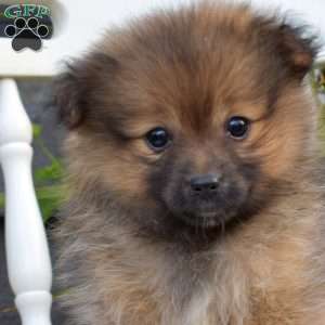 Lulu, Pomeranian Puppy