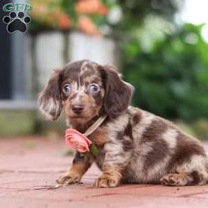Luna, Dachshund Puppy