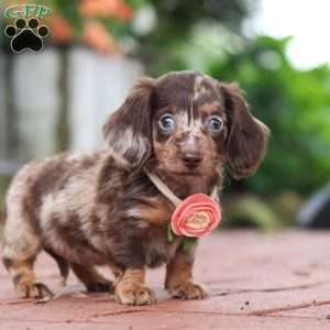 Luna, Dachshund Puppy