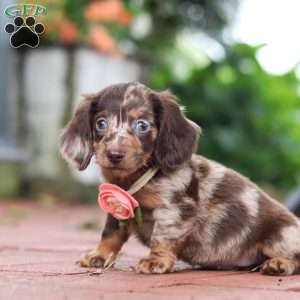 Luna, Dachshund Puppy