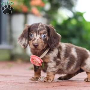 Luna, Dachshund Puppy