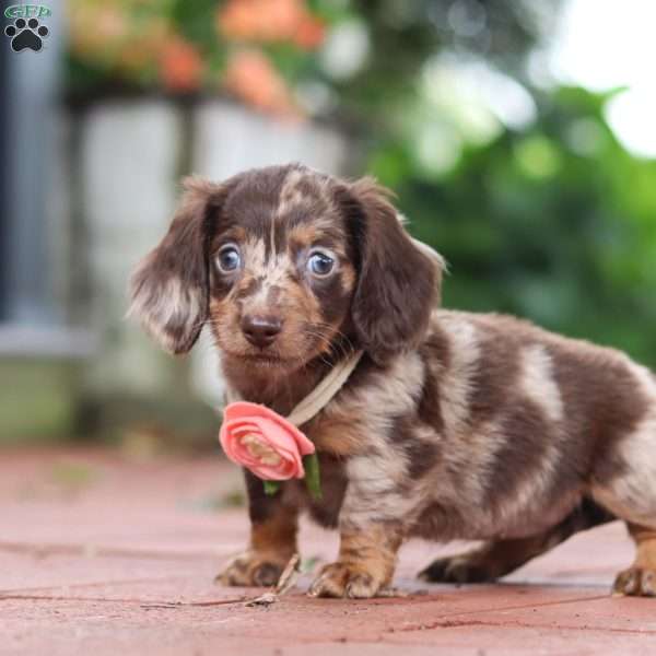 Luna, Dachshund Puppy