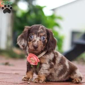 Luna, Dachshund Puppy