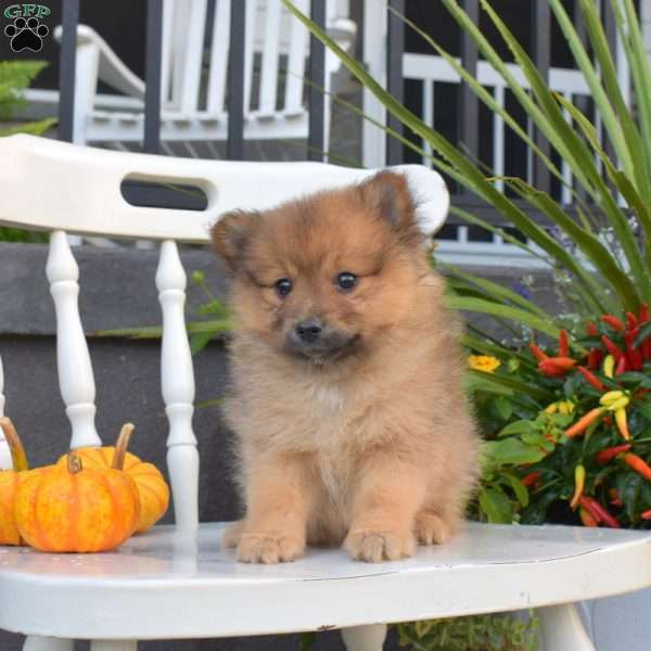 Luna, Pomeranian Puppy