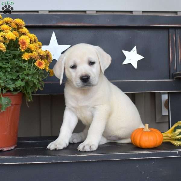 Luna, Yellow Labrador Retriever Puppy