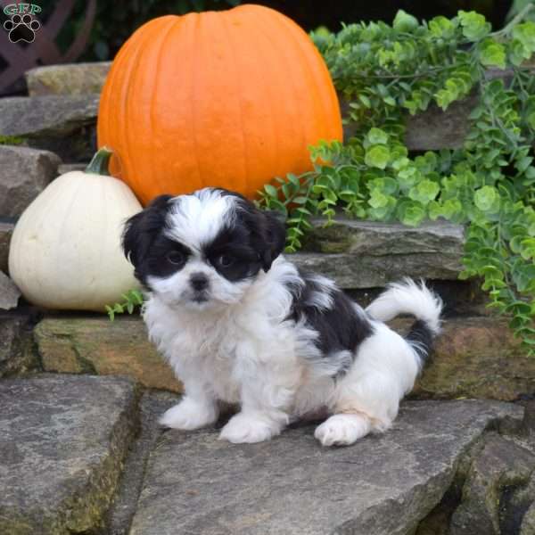 Luna, Shih Tzu Puppy