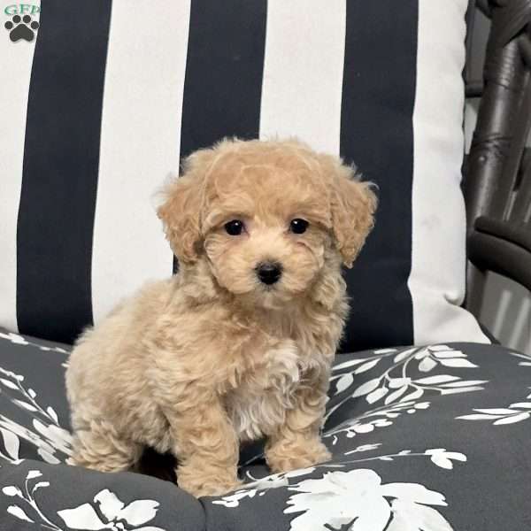 Luna, Bich-Poo Puppy