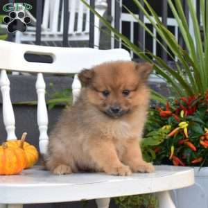 Luna, Pomeranian Puppy
