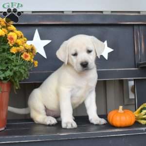 Luna, Yellow Labrador Retriever Puppy