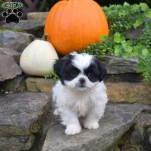 Luna, Shih Tzu Puppy