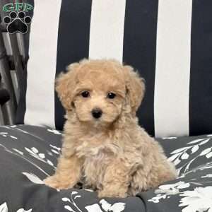 Luna, Bich-Poo Puppy