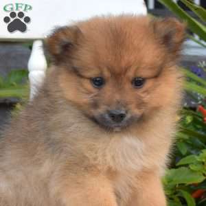 Luna, Pomeranian Puppy