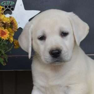 Luna, Yellow Labrador Retriever Puppy