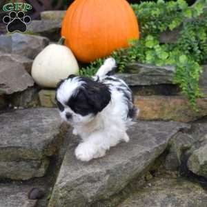 Luna, Shih Tzu Puppy