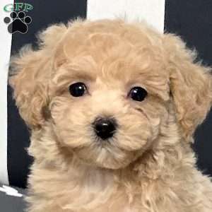 Luna, Bich-Poo Puppy