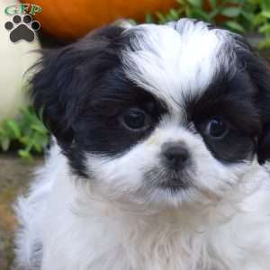 Luna, Shih Tzu Puppy