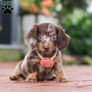 Luna, Dachshund Puppy