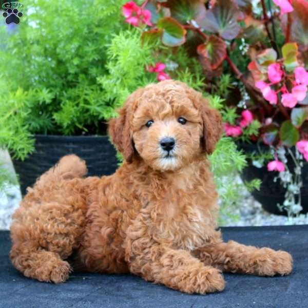 Lydia, Mini Goldendoodle Puppy