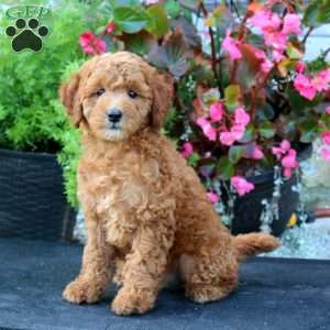Lydia, Mini Goldendoodle Puppy