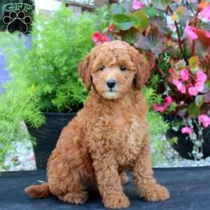 Lydia, Mini Goldendoodle Puppy