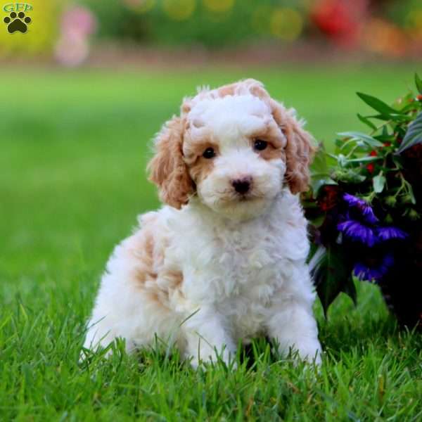 Lylah, Cavapoo Puppy