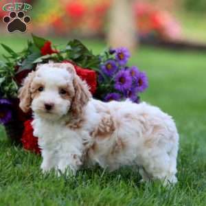 Lylah, Cavapoo Puppy