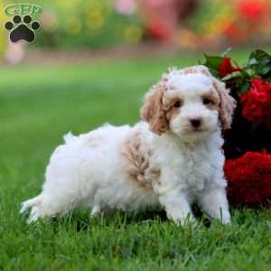 Lylah, Cavapoo Puppy