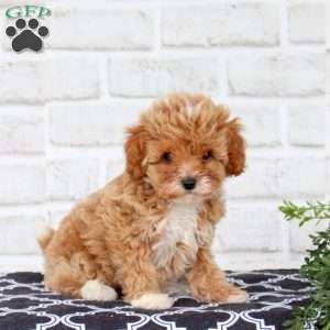 Marsha, Cavapoo Puppy
