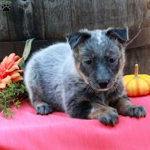 Mable, Blue Heeler – Australian Cattle Dog Puppy