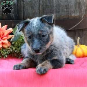 Mable, Blue Heeler – Australian Cattle Dog Puppy