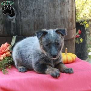Mable, Blue Heeler – Australian Cattle Dog Puppy