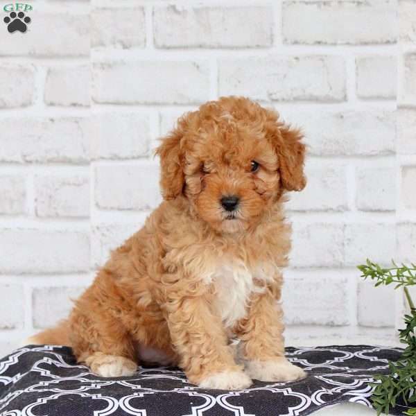 Mack, Cavapoo Puppy