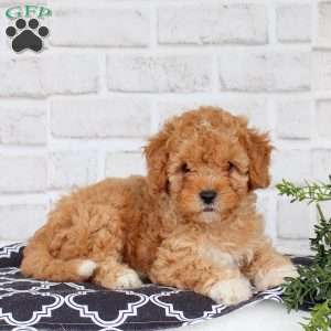 Mack, Cavapoo Puppy