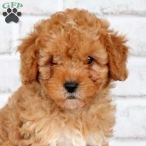 Mack, Cavapoo Puppy