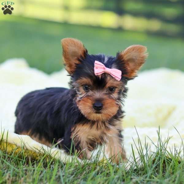 Macy, Yorkie Puppy